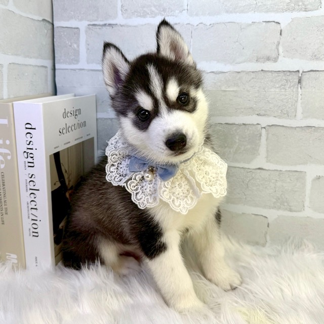 大阪府のシベリアンハスキー (ペッツワン高槻店/2025年12月30日生まれ/男の子/ブラックホワイト)の子犬