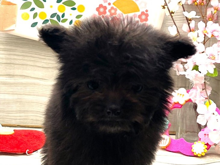 京都府のハーフ犬・ミックス犬 (ペッツワン木津川店/2025年12月12日生まれ/男の子/ブラック)の子犬