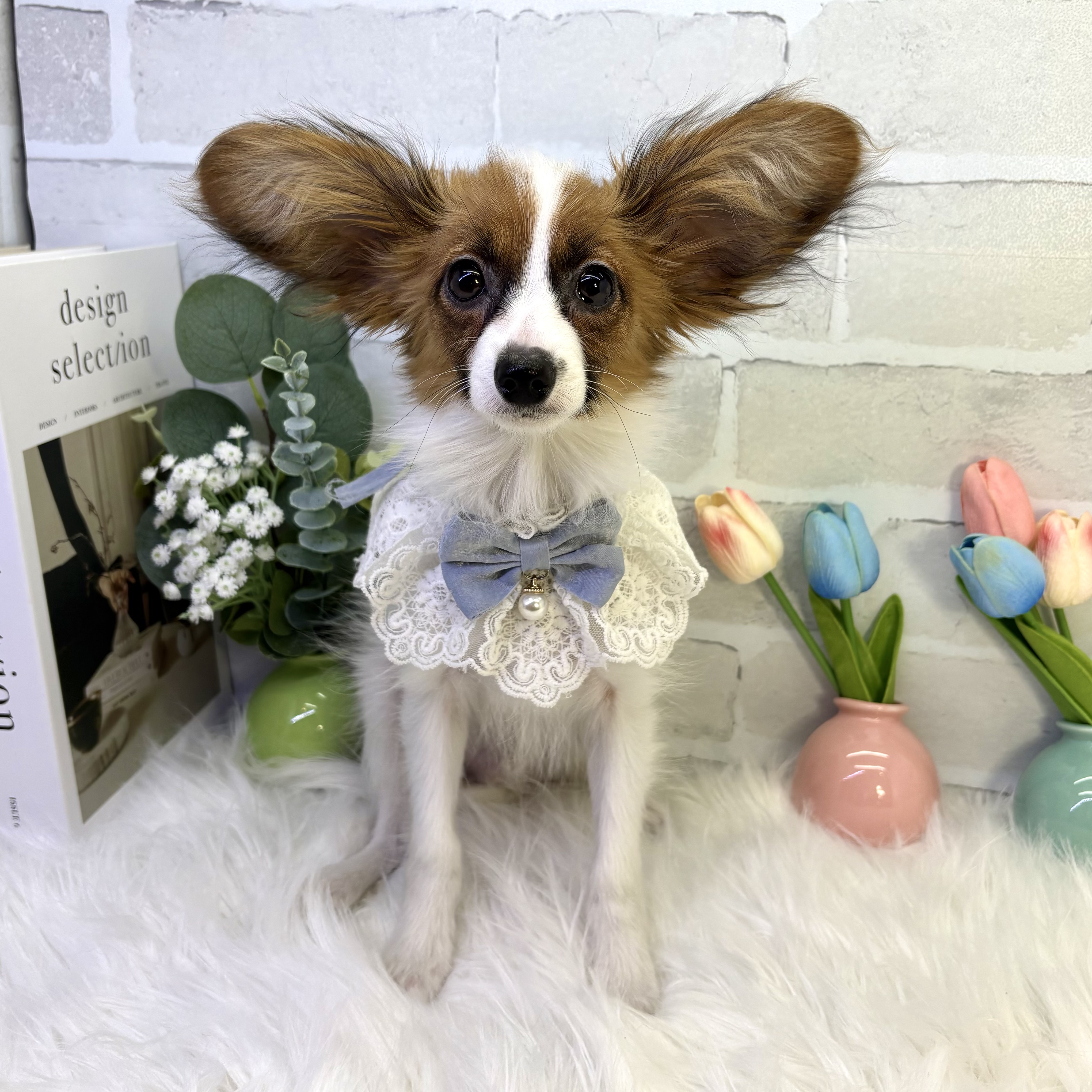 大阪府のパピヨン (ペッツワン高槻店/2025年10月2日生まれ/男の子/ホワイトレッド)の子犬