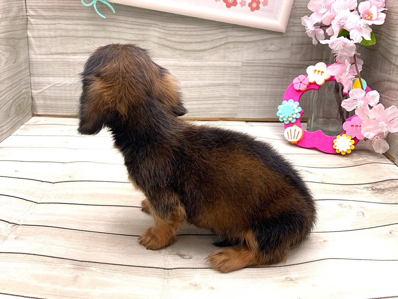 京都府のカニンヘンダックスフンド(ロング) (ペッツワン木津川店/2025年12月29日生まれ/男の子/レッド)の子犬の3枚目の画像