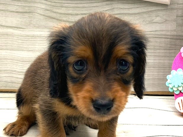 京都府のカニンヘンダックスフンド(ロング) (ペッツワン木津川店/2025年12月29日生まれ/男の子/レッド)の子犬の1枚目の画像