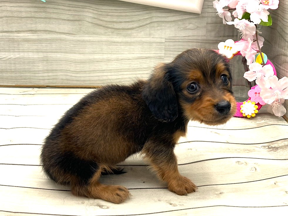 京都府のカニンヘンダックスフンド(ロング) (ペッツワン木津川店/2025年12月29日生まれ/男の子/レッド)の子犬の2枚目の画像