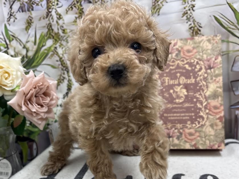 群馬県のトイプードル(トイ) (ペッツワン前橋小島田店/2026年1月3日生まれ/女の子/アプリコット)の子犬