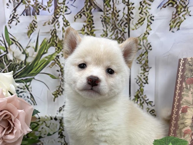 群馬県の豆柴 (ペッツワン前橋小島田店/2026年1月3日生まれ/女の子/白)の子犬