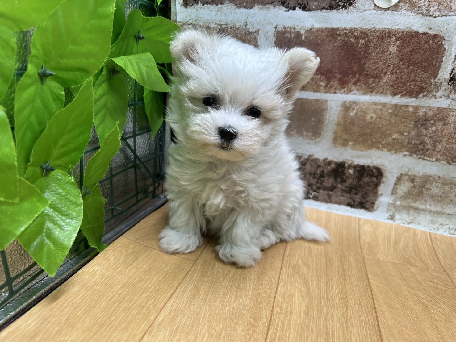 福島県のマルチーズ (ペッツワン白河モール店/2025年12月31日生まれ/男の子/ホワイト)の子犬