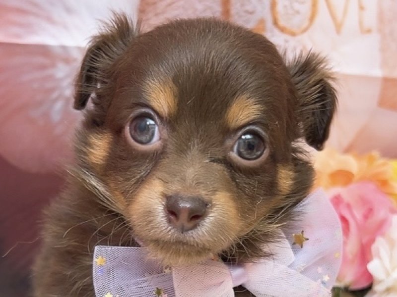 沖縄県のハーフ犬・ミックス犬 (ペッツワンFCあがり浜店/2026年1月2日生まれ/男の子/チョコレートタン)の子犬