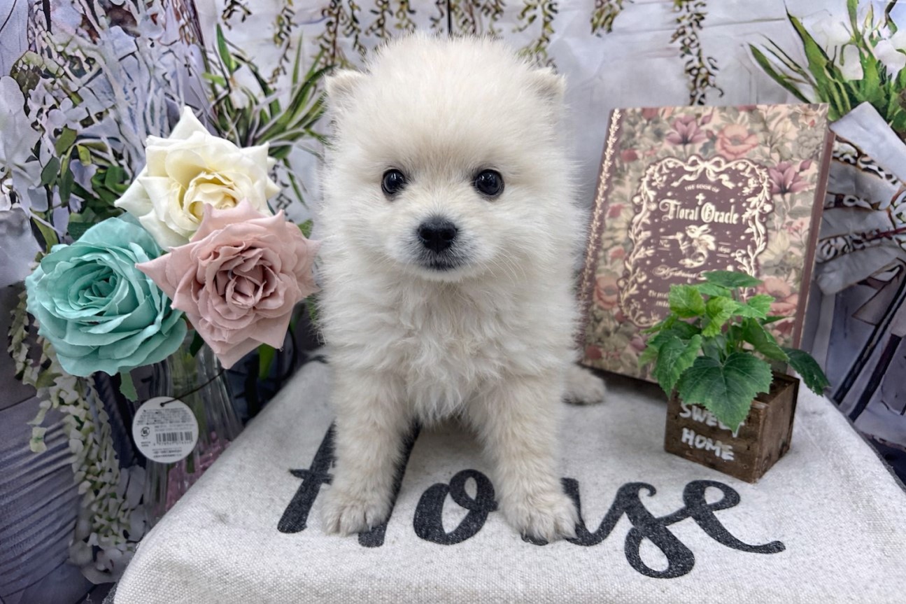 群馬県のポメラニアン (ペッツワン前橋小島田店/2026年1月3日生まれ/男の子/クリーム)の子犬