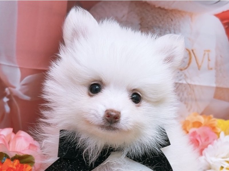 沖縄県のポメラニアン (ペッツワンFCあがり浜店/2026年1月3日生まれ/男の子/クリーム)の子犬