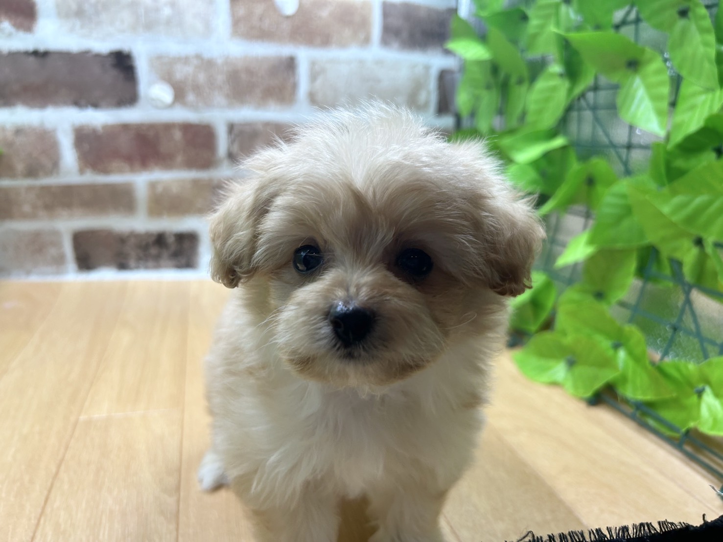 福島県のハーフ犬・ミックス犬 (ペッツワン白河モール店/2026年1月1日生まれ/女の子/クリーム)の子犬