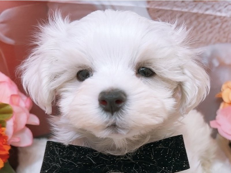 沖縄県のマルチーズ (ペッツワンFCあがり浜店/2025年12月31日生まれ/男の子/ホワイト)の子犬