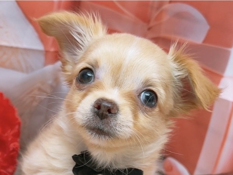 沖縄県のチワワ(ロング) (ペッツワンFCあがり浜店/2025年12月14日生まれ/男の子/クリーム)の子犬