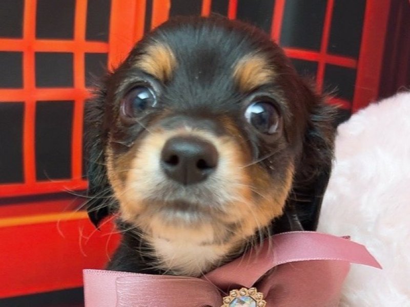 沖縄県のハーフ犬・ミックス犬 (ペッツワンFCあがり浜店/2025年12月6日生まれ/女の子/ブラックタン)の子犬