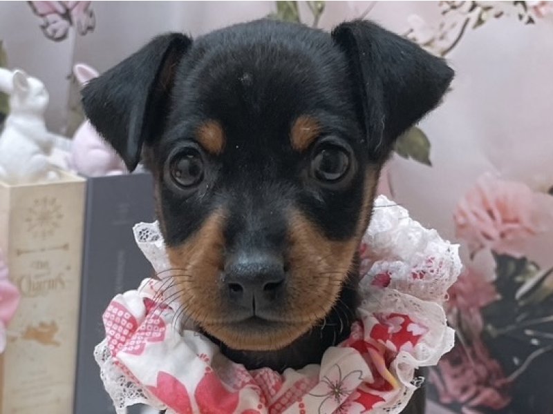 沖縄県のミニチュアピンシャー (ペッツワンFCあがり浜店/2025年11月16日生まれ/女の子/ブラックタン)の子犬