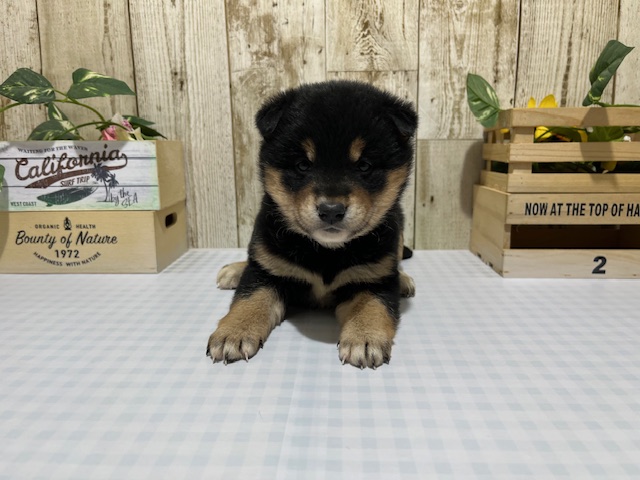 静岡県の柴犬(標準サイズ) (ペッツワン浜松都田テクノ店/2025年12月27日生まれ/女の子/黒)の子犬