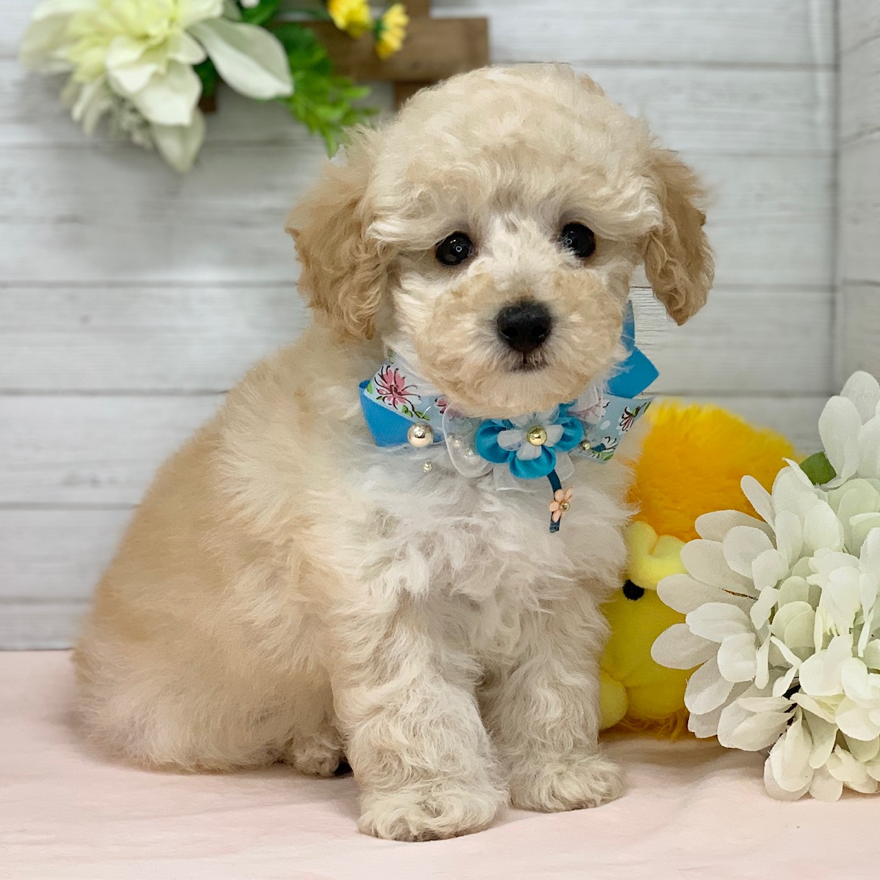 兵庫県のトイプードル(トイ) (ペッツワン神戸ひよどり台店/2025年12月30日生まれ/男の子/ペールフォーン)の子犬の2枚目の画像