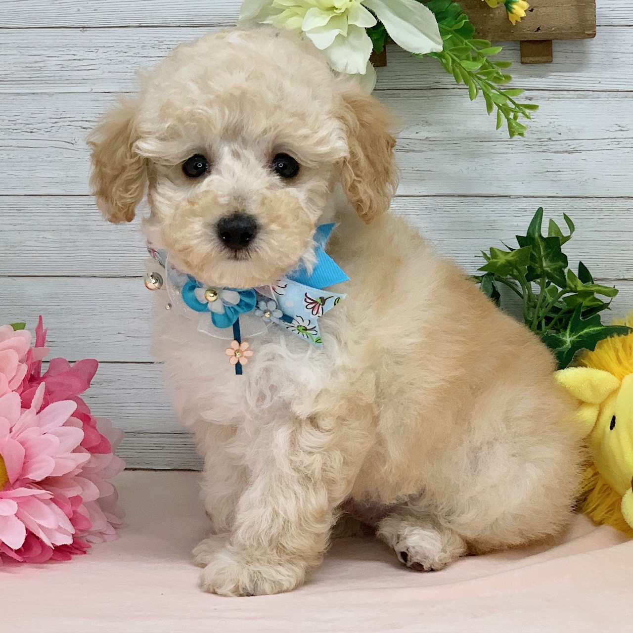 兵庫県のトイプードル(トイ) (ペッツワン神戸ひよどり台店/2025年12月30日生まれ/男の子/ペールフォーン)の子犬の3枚目の画像