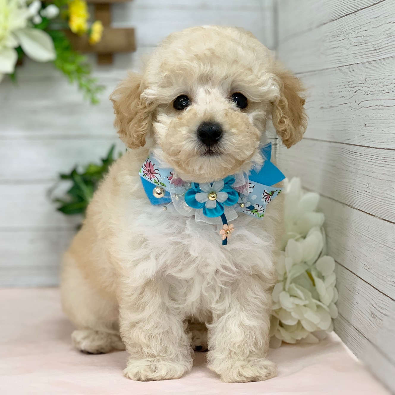 兵庫県のトイプードル(トイ) (ペッツワン神戸ひよどり台店/2025年12月30日生まれ/男の子/ペールフォーン)の子犬の1枚目の画像