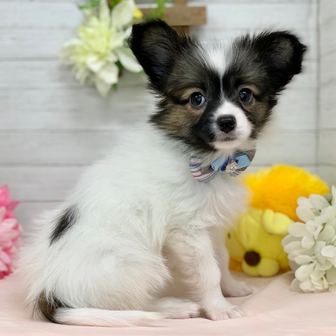 兵庫県のパピヨン (ペッツワン神戸ひよどり台店/2026年1月1日生まれ/男の子/ホワイトブラウン)の子犬の3枚目の画像