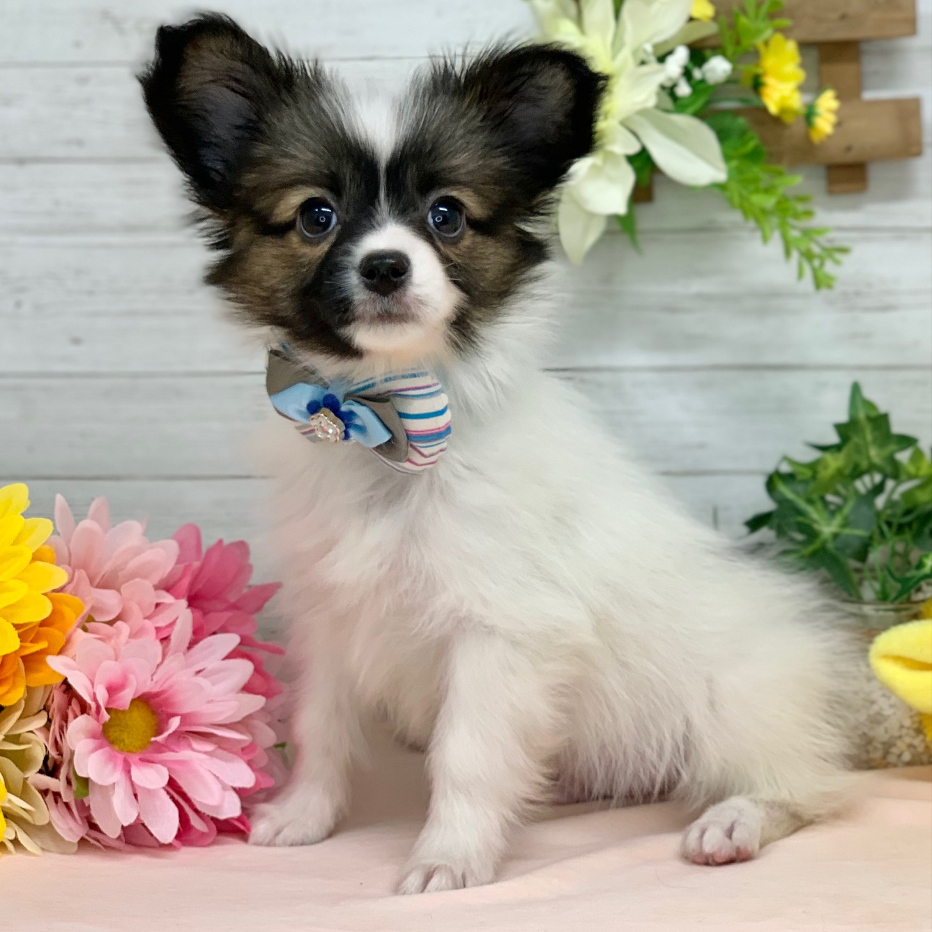 兵庫県のパピヨン (ペッツワン神戸ひよどり台店/2026年1月1日生まれ/男の子/ホワイトブラウン)の子犬の2枚目の画像