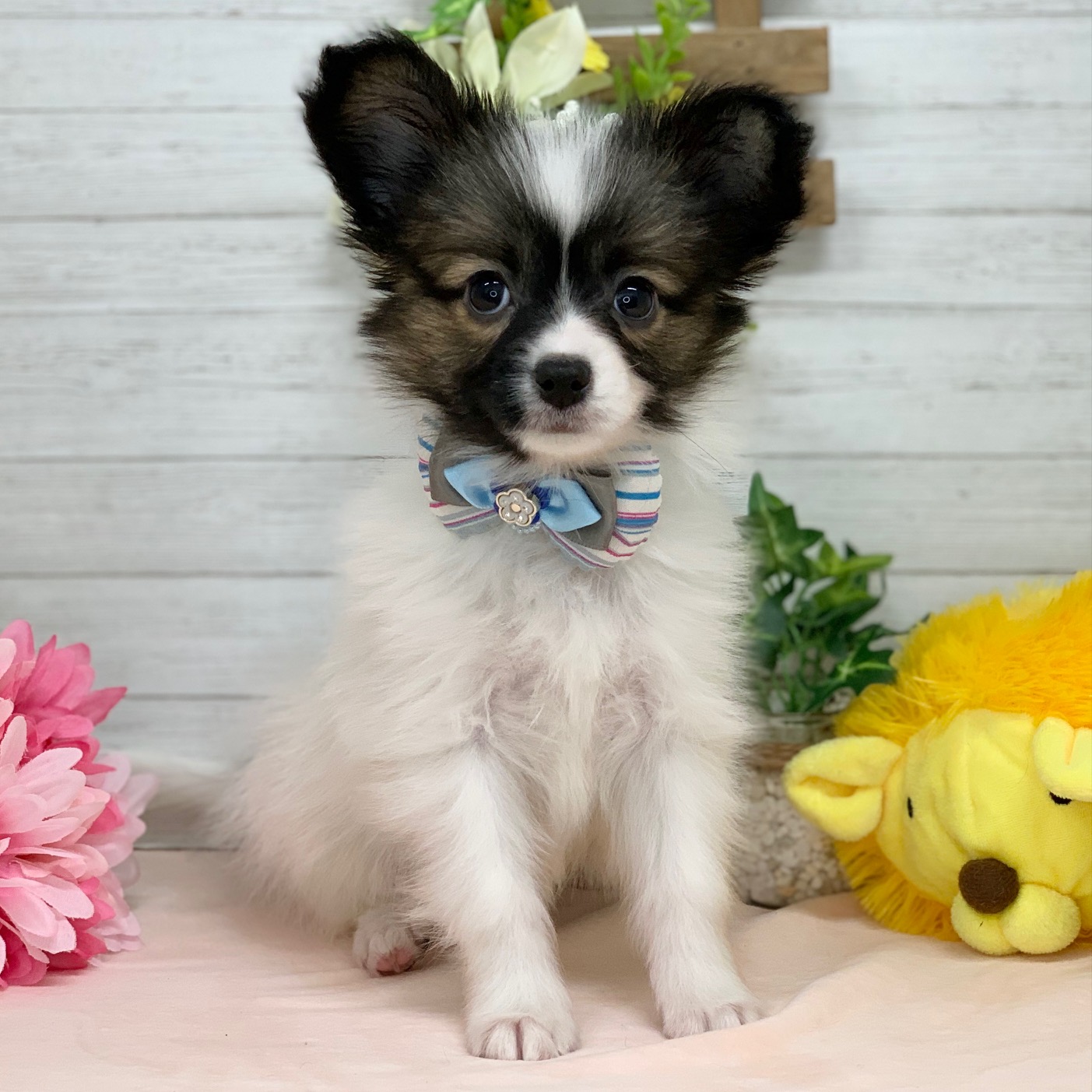 兵庫県のパピヨン (ペッツワン神戸ひよどり台店/2026年1月1日生まれ/男の子/ホワイトブラウン)の子犬の1枚目の画像