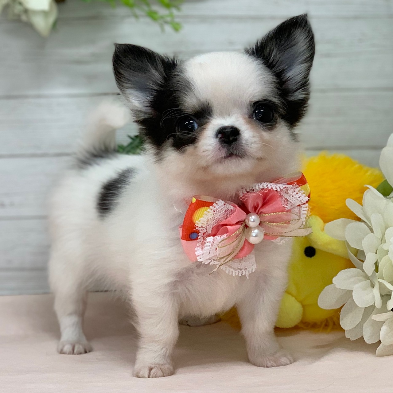 兵庫県のチワワ(ロング) (ペッツワン神戸ひよどり台店/2025年12月30日生まれ/女の子/ホワイトブラック)の子犬の2枚目の画像