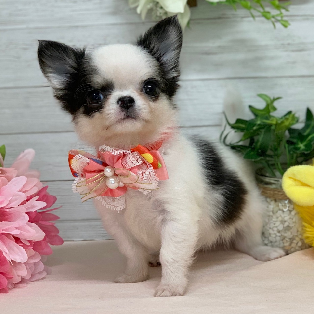 兵庫県のチワワ(ロング) (ペッツワン神戸ひよどり台店/2025年12月30日生まれ/女の子/ホワイトブラック)の子犬の3枚目の画像