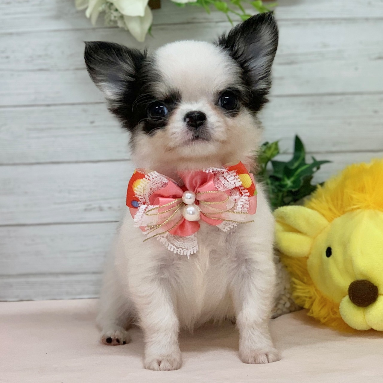 兵庫県のチワワ(ロング) (ペッツワン神戸ひよどり台店/2025年12月30日生まれ/女の子/ホワイトブラック)の子犬の1枚目の画像