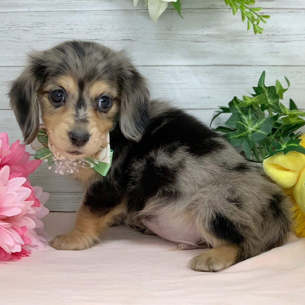 兵庫県のミニチュアダックスフンド(ロング) (ペッツワン神戸ひよどり台店/2026年1月1日生まれ/男の子/シルバーダップル)の子犬の3枚目の画像