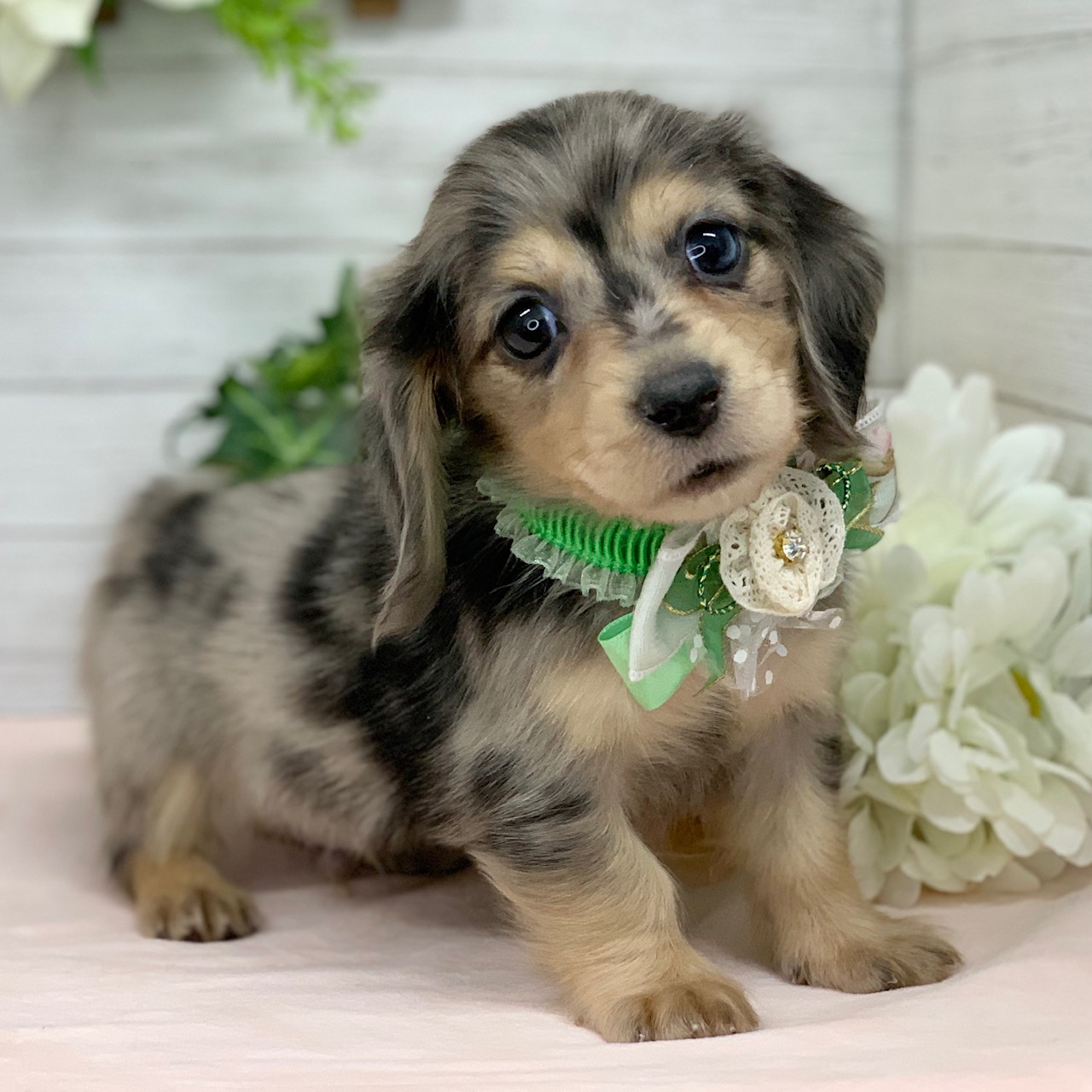 兵庫県のミニチュアダックスフンド(ロング) (ペッツワン神戸ひよどり台店/2026年1月1日生まれ/男の子/シルバーダップル)の子犬の2枚目の画像