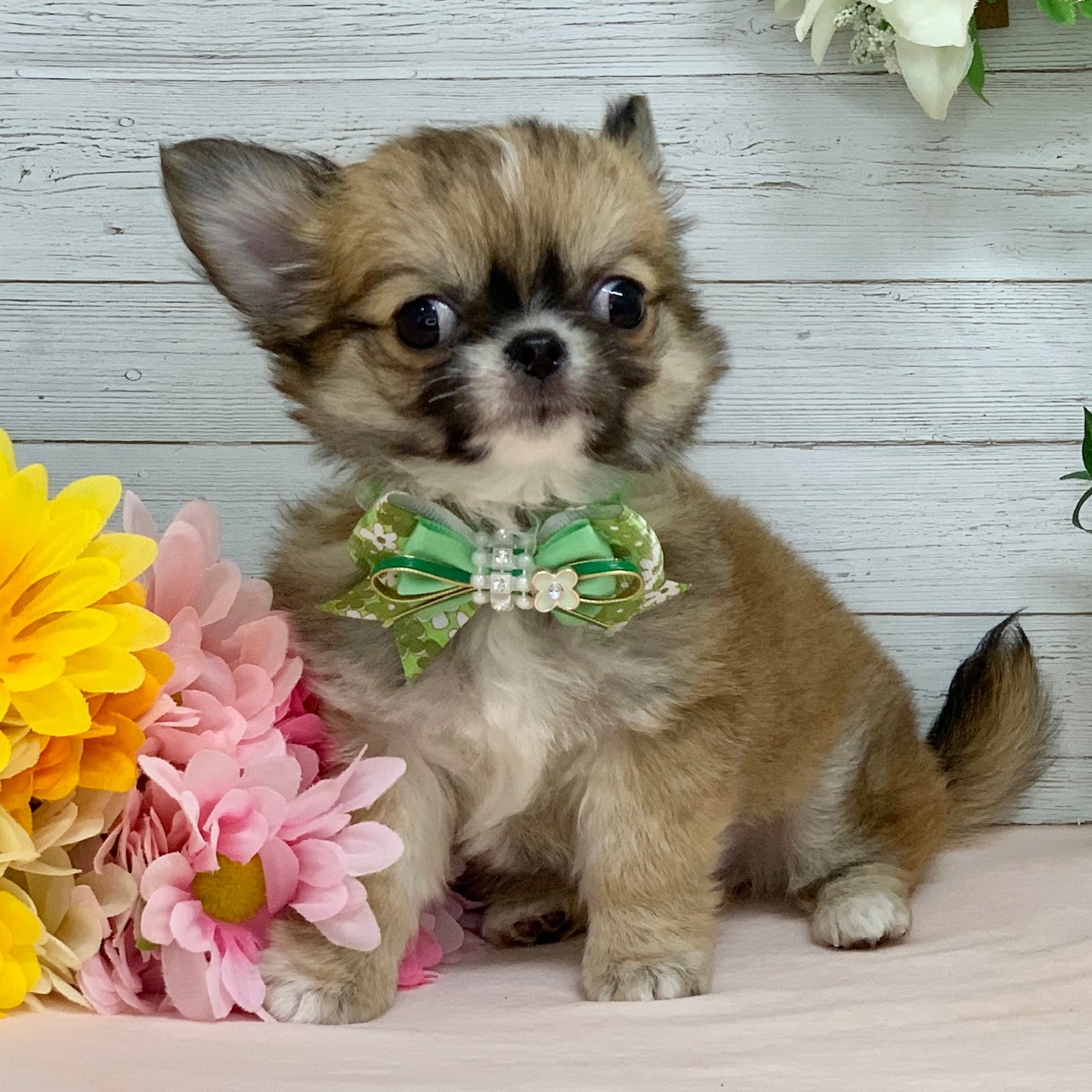 兵庫県のチワワ(ロング) (ペッツワン神戸ひよどり台店/2025年12月31日生まれ/男の子/レッドホワイト)の子犬の2枚目の画像