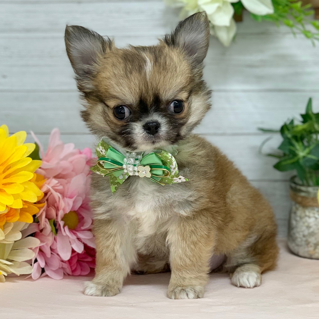 兵庫県のチワワ(ロング) (ペッツワン神戸ひよどり台店/2025年12月31日生まれ/男の子/レッドホワイト)の子犬の1枚目の画像