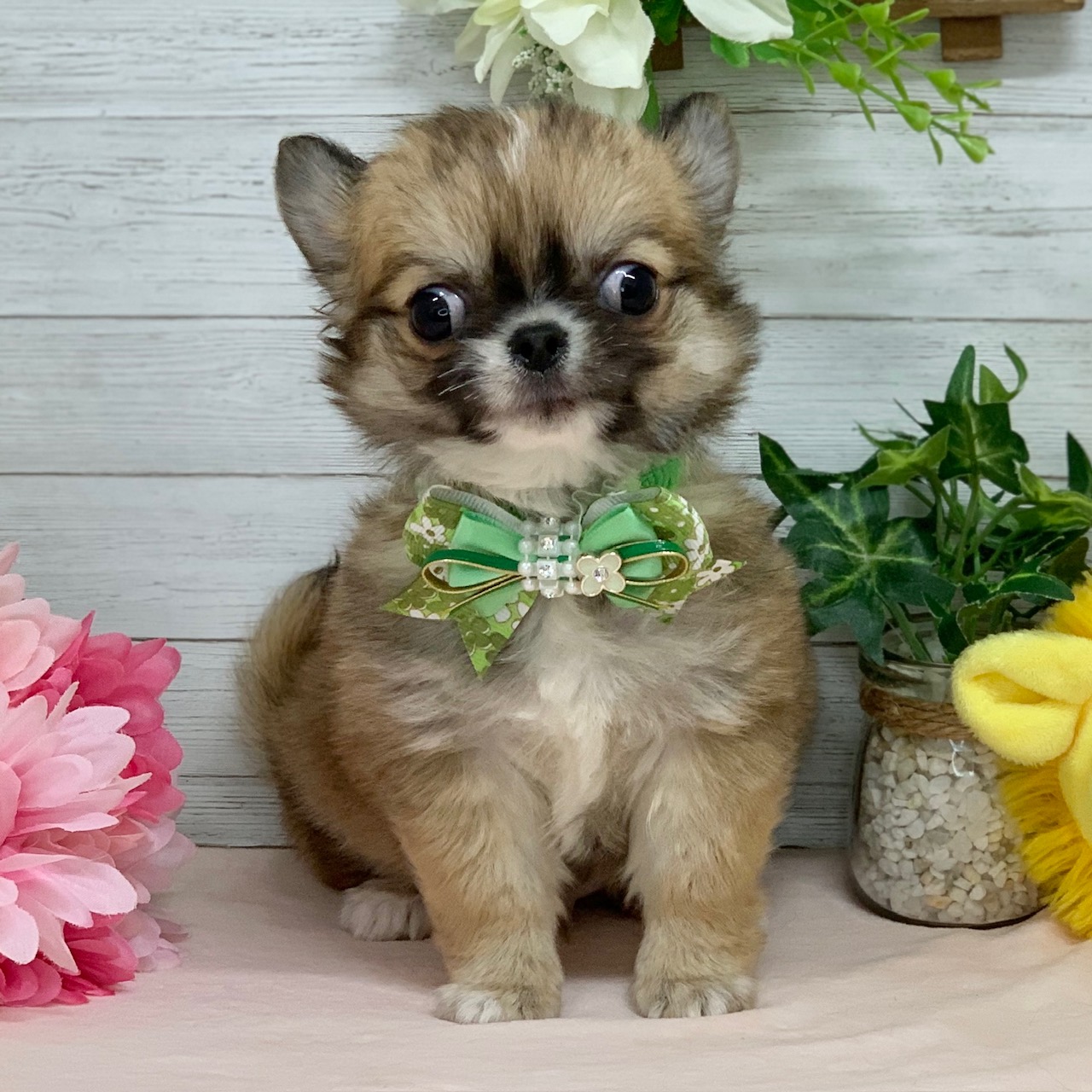 兵庫県のチワワ(ロング) (ペッツワン神戸ひよどり台店/2025年12月31日生まれ/男の子/レッドホワイト)の子犬の3枚目の画像