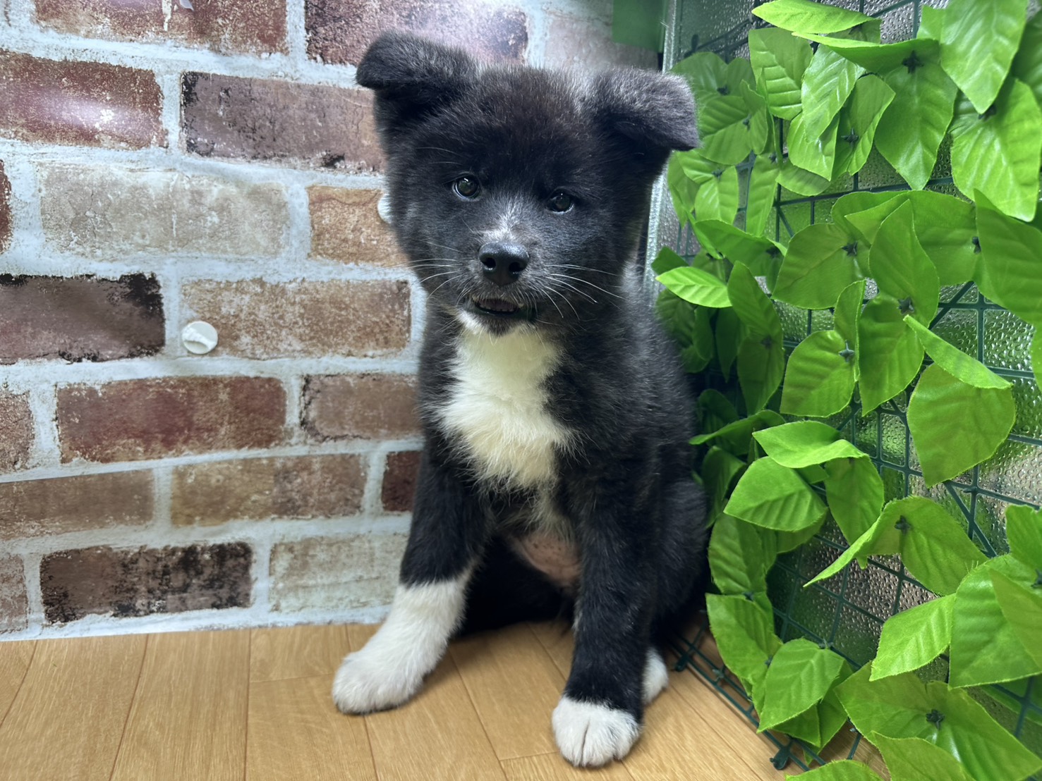 福島県の秋田犬 (ペッツワン白河モール店/2025年12月14日生まれ/女の子/虎)の子犬