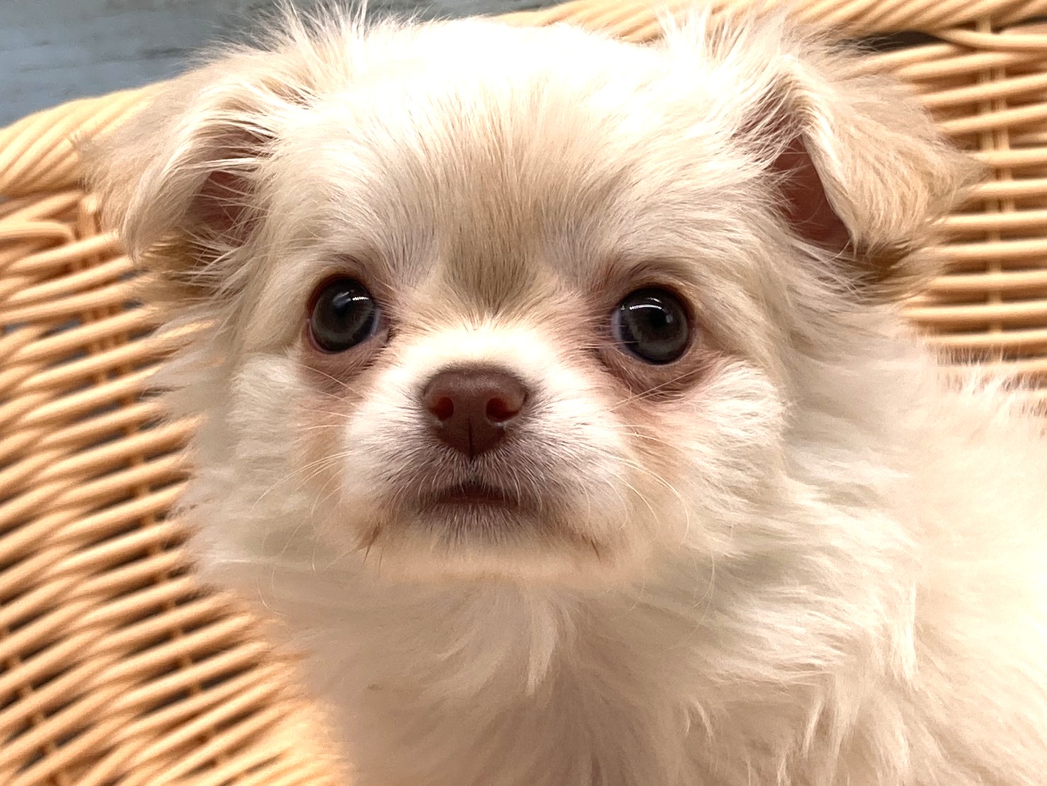 静岡県のチワワ(ロング) (ペッツワン藤枝店/2026年1月4日生まれ/女の子/クリーム)の子犬の2枚目の画像