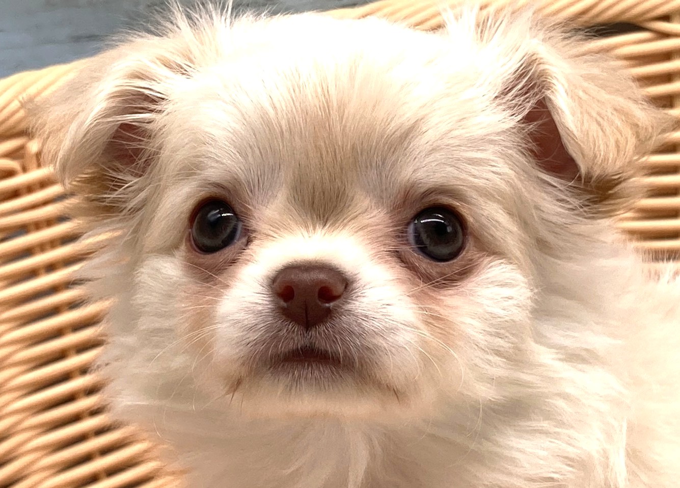 静岡県のチワワ(ロング) (ペッツワン藤枝店/2026年1月4日生まれ/女の子/クリーム)の子犬の1枚目の画像