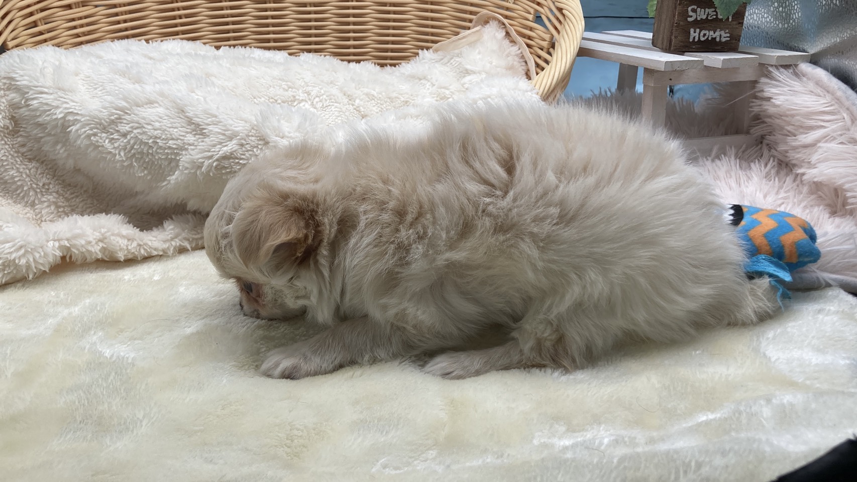 静岡県のチワワ(ロング) (ペッツワン藤枝店/2026年1月4日生まれ/女の子/クリーム)の子犬の3枚目の画像