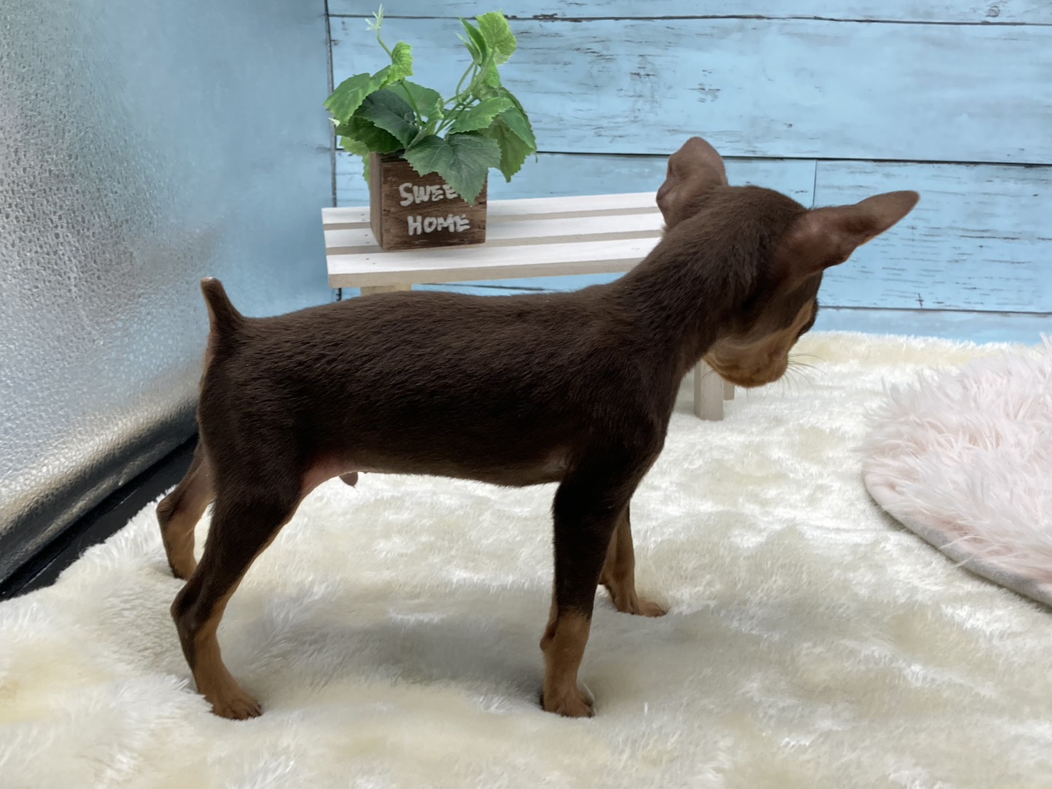 静岡県のミニチュアピンシャー (ペッツワン藤枝店/2026年1月3日生まれ/男の子/その他色)の子犬の3枚目の画像