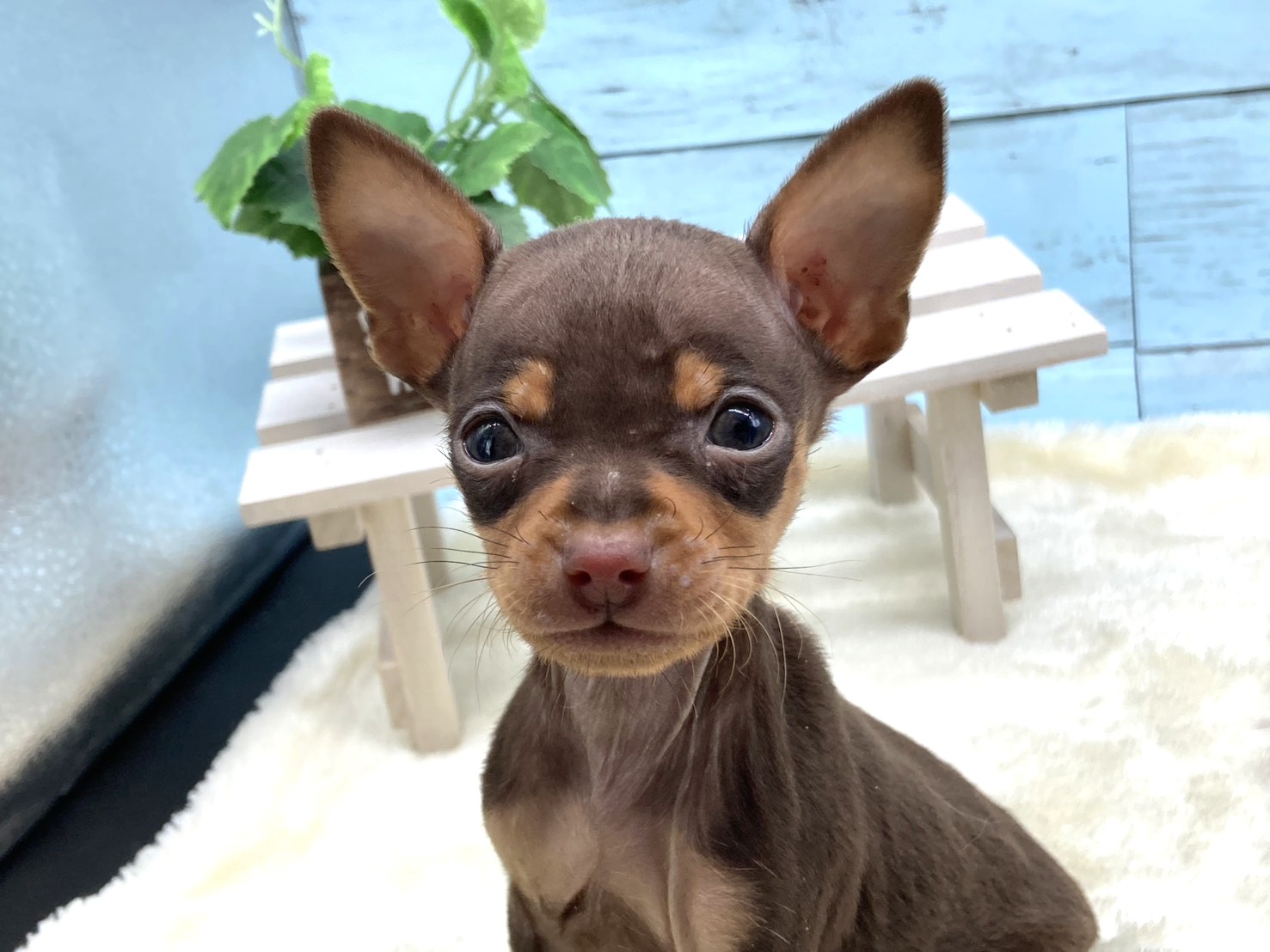 静岡県のミニチュアピンシャー (ペッツワン藤枝店/2026年1月3日生まれ/男の子/その他色)の子犬の2枚目の画像