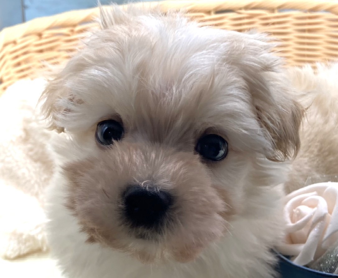 静岡県のハーフ犬・ミックス犬 (ペッツワン藤枝店/2026年1月4日生まれ/男の子/クリーム)の子犬