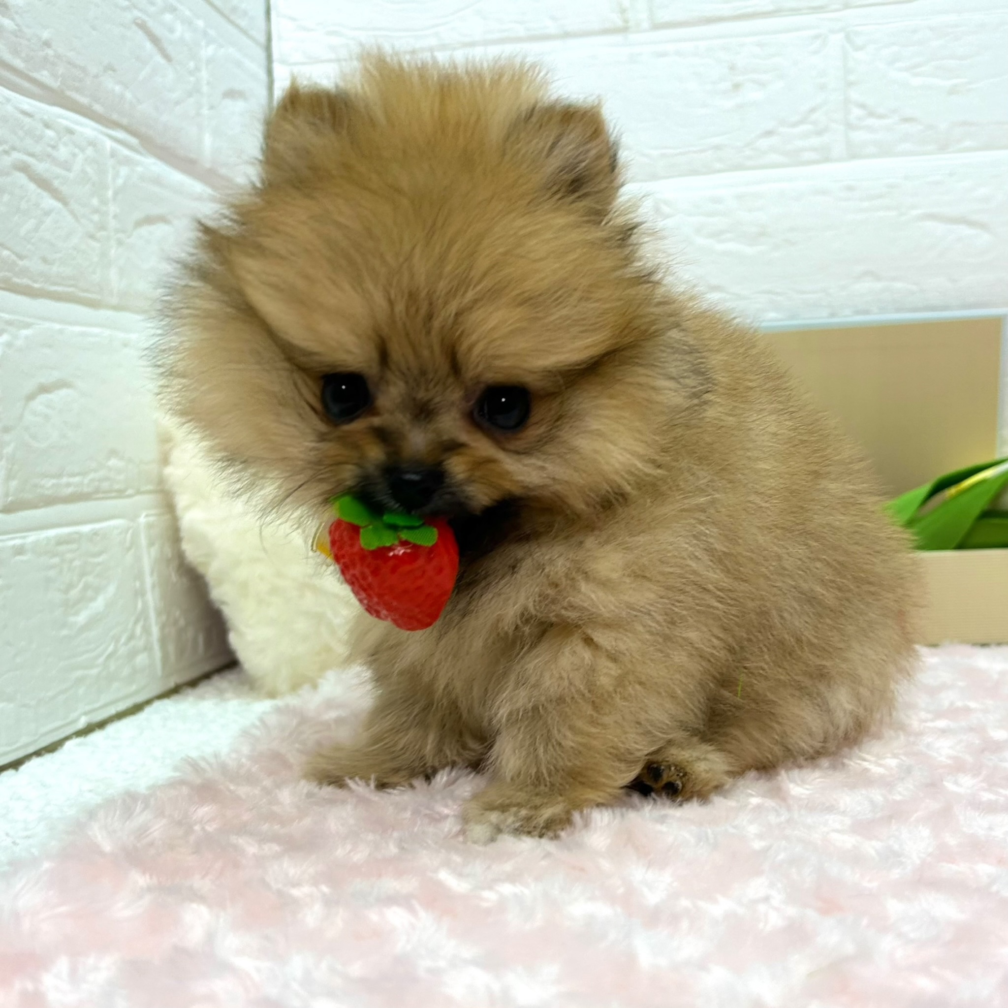 大阪府のポメラニアン (ペッツワン東大阪店/2026年1月2日生まれ/女の子/オレンジ)の子犬