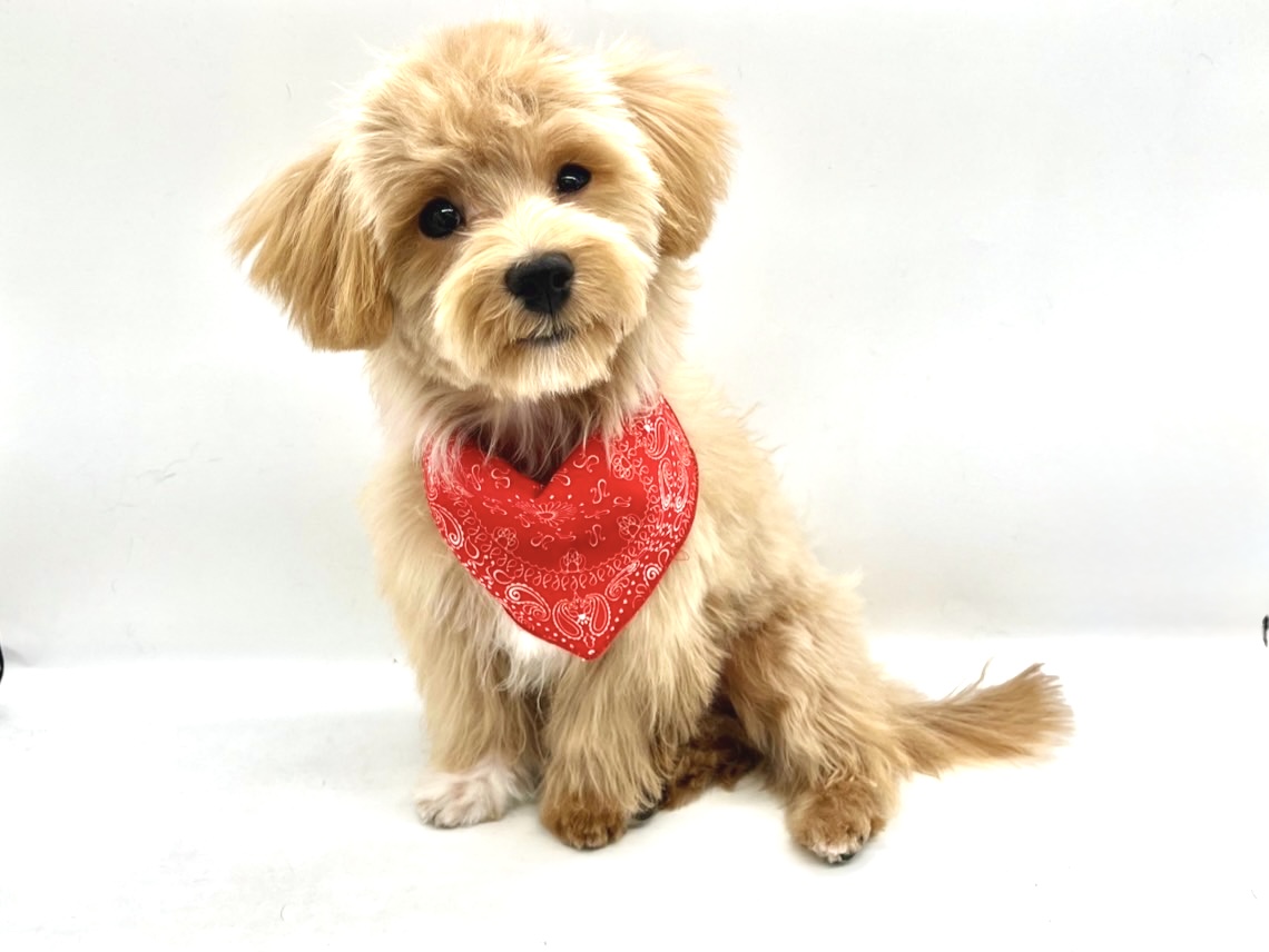 埼玉県のハーフ犬・ミックス犬 (ペッツワンなめがわモール店/2025年10月7日生まれ/男の子/クリーム)の子犬