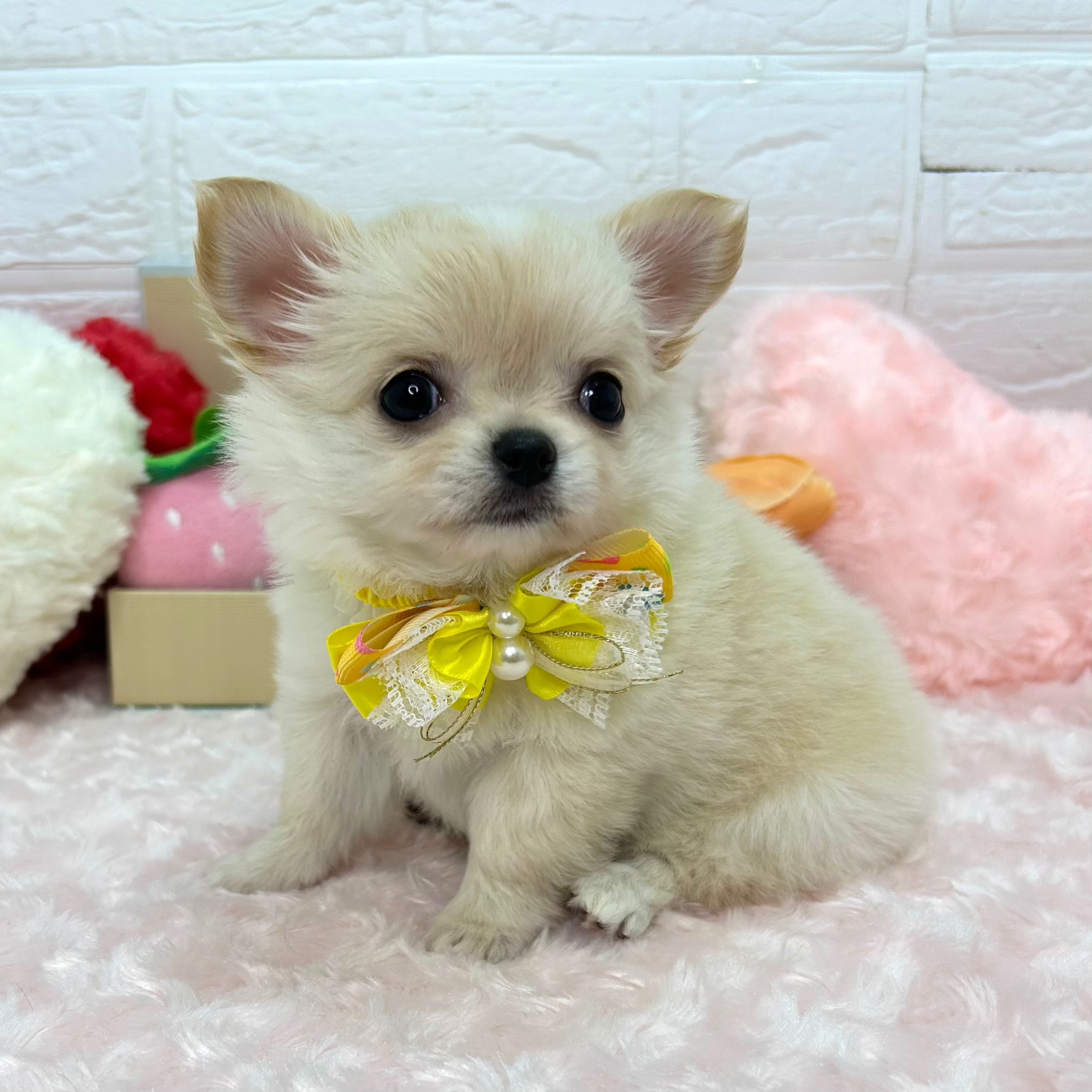 大阪府のチワワ(ロング) (ペッツワン東大阪店/2026年1月8日生まれ/女の子/クリーム)の子犬の3枚目の画像