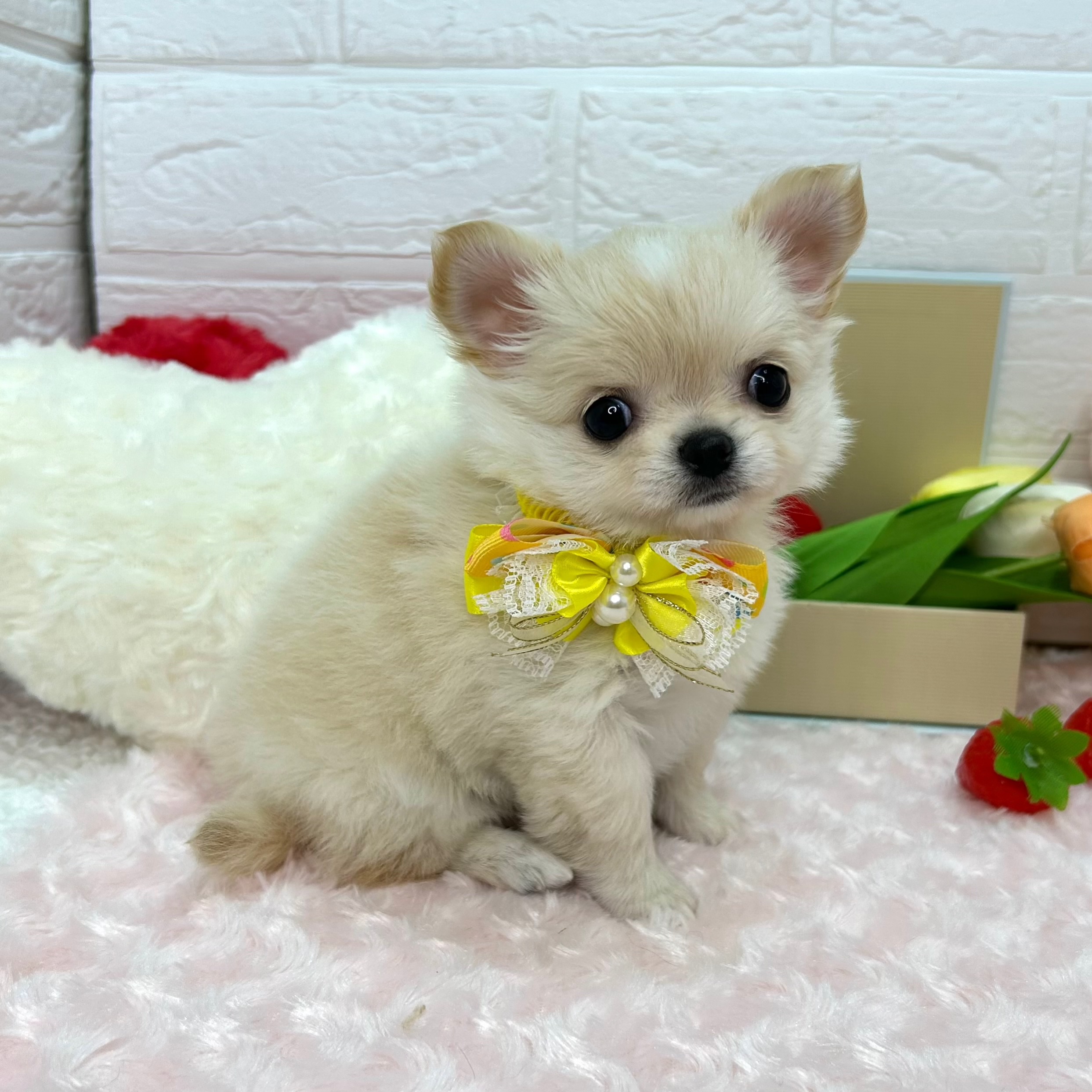 大阪府のチワワ(ロング) (ペッツワン東大阪店/2026年1月8日生まれ/女の子/クリーム)の子犬の1枚目の画像