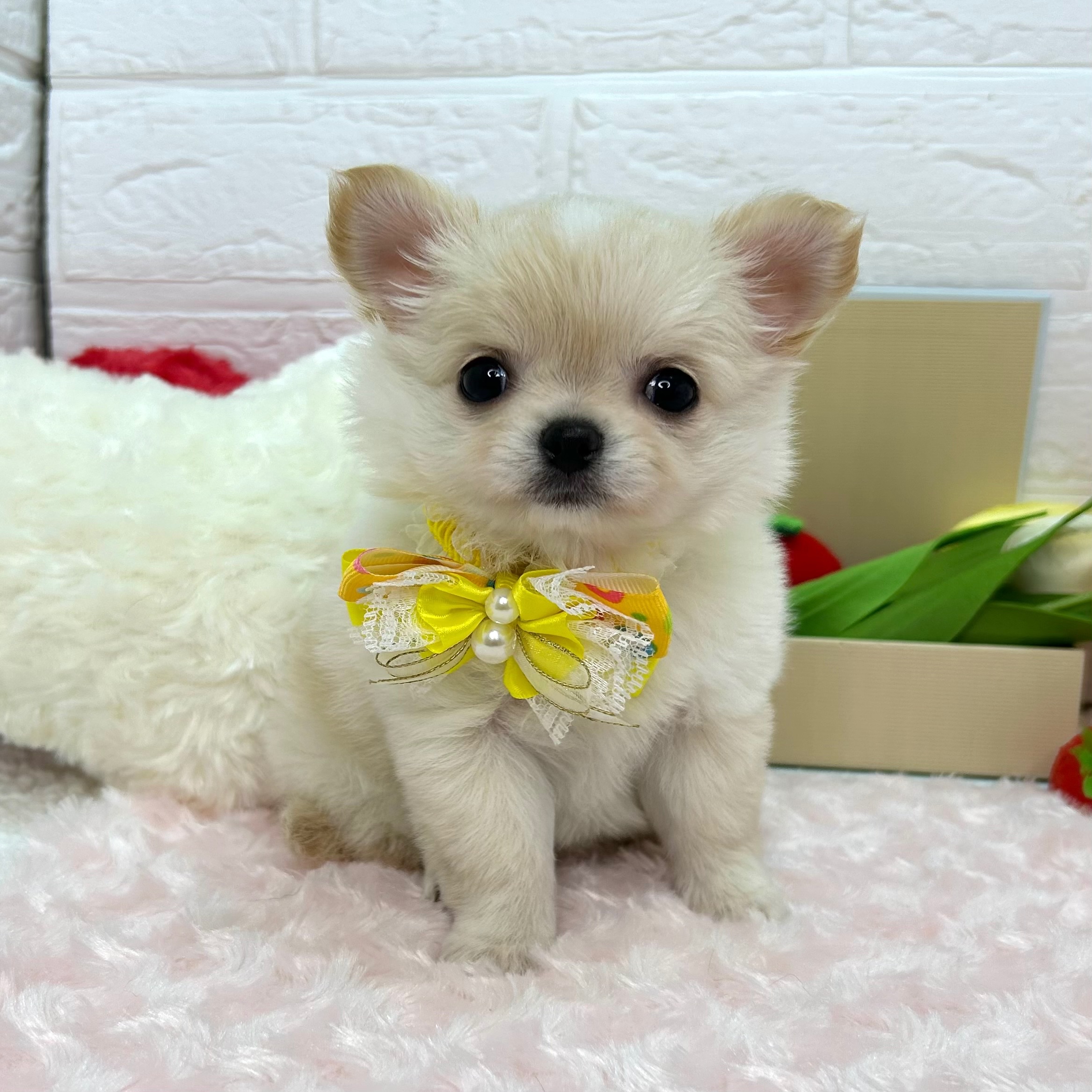 大阪府のチワワ(ロング) (ペッツワン東大阪店/2026年1月8日生まれ/女の子/クリーム)の子犬の2枚目の画像