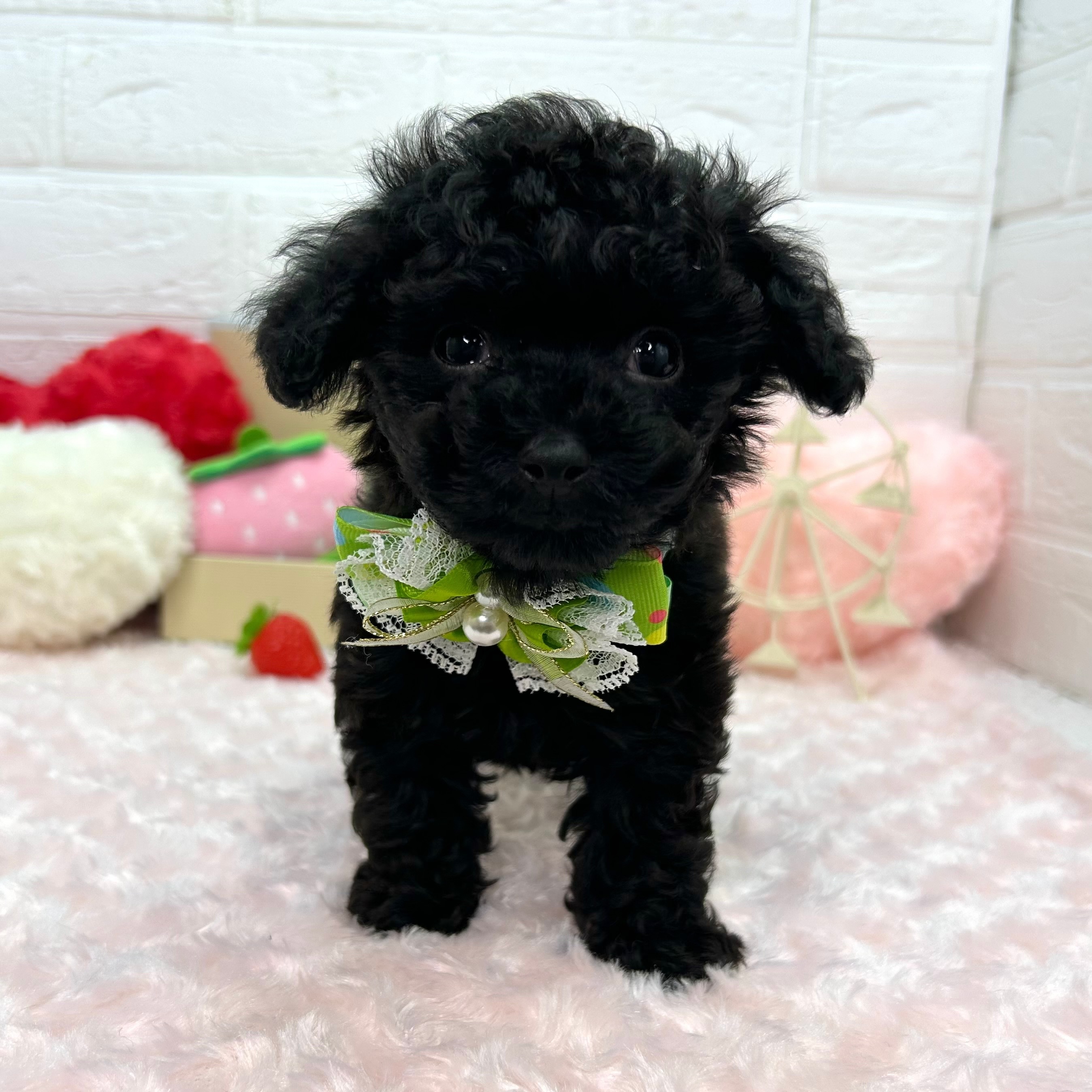 大阪府のトイプードル(トイ) (ペッツワン東大阪店/2026年1月7日生まれ/男の子/ブラック)の子犬