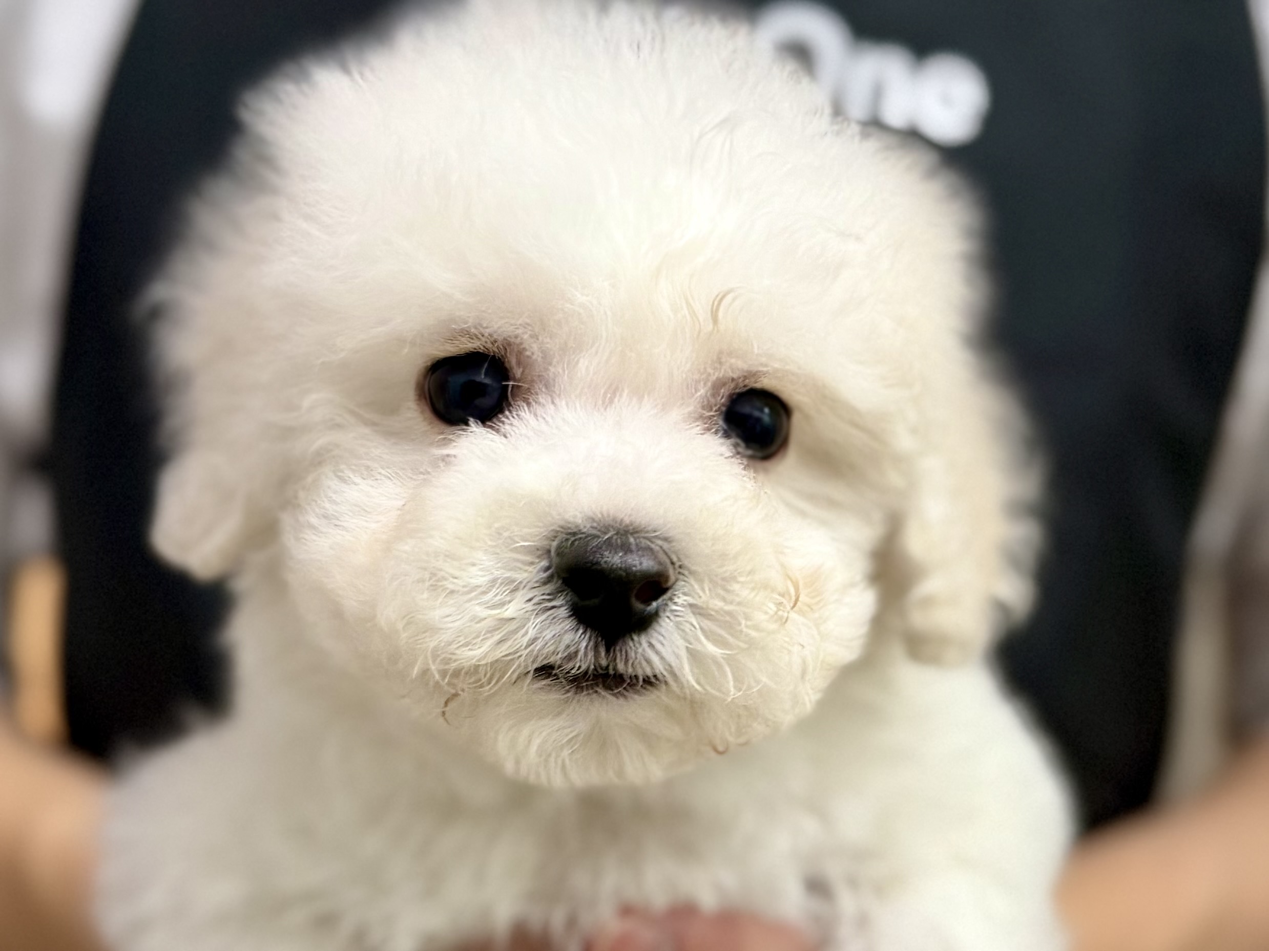 愛知県のビションフリーゼ (ペッツワン名古屋堀田店/2026年1月4日生まれ/男の子/ホワイト)の子犬