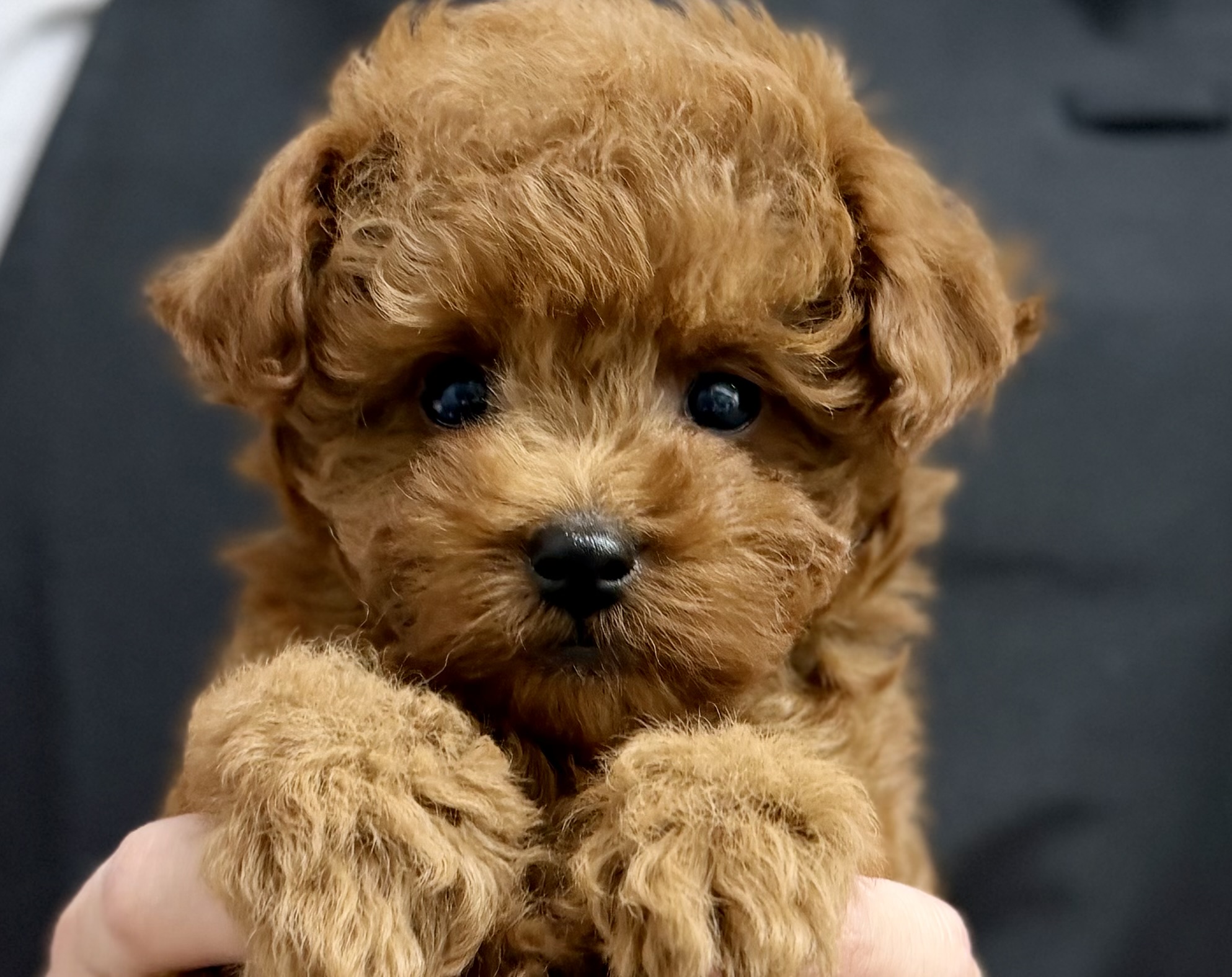愛知県のトイプードル(トイ) (ペッツワン名古屋堀田店/2026年1月4日生まれ/男の子/レッド)の子犬