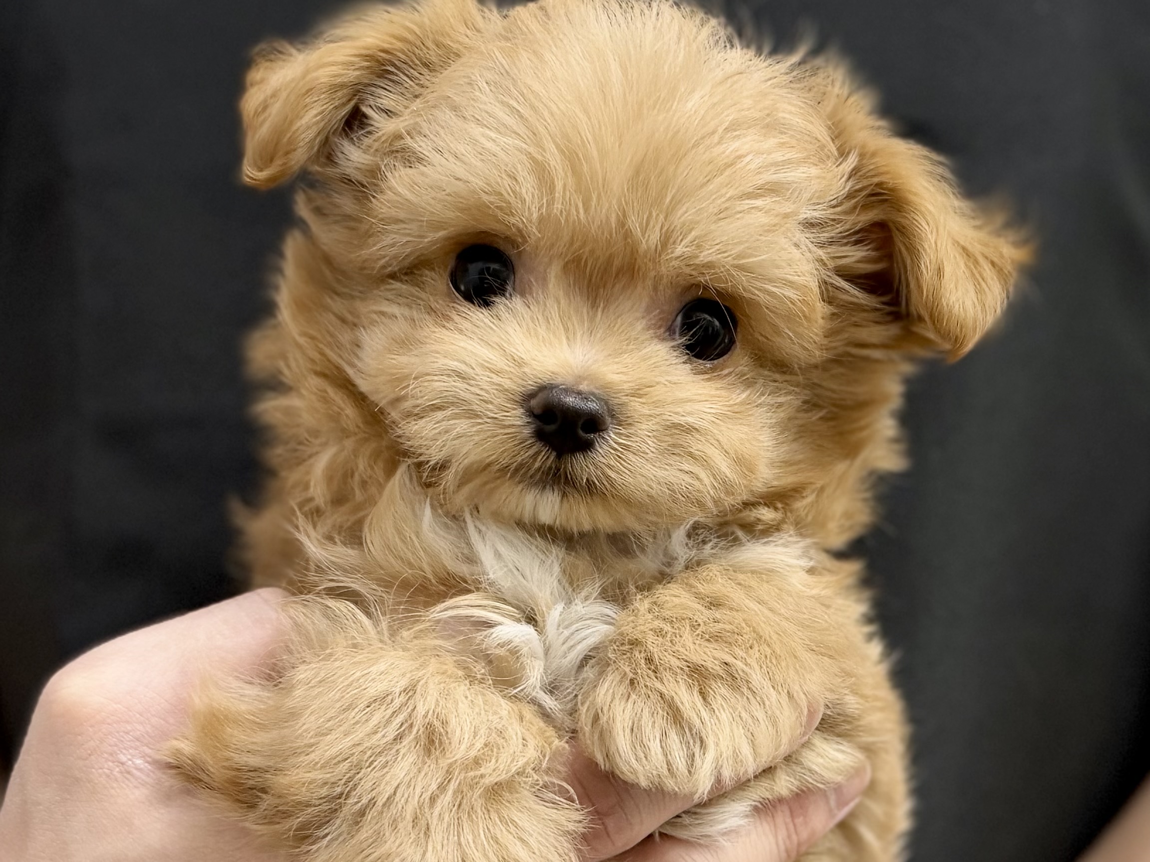 愛知県のハーフ犬・ミックス犬 (ペッツワン名古屋堀田店/2026年1月3日生まれ/男の子/クリーム)の子犬