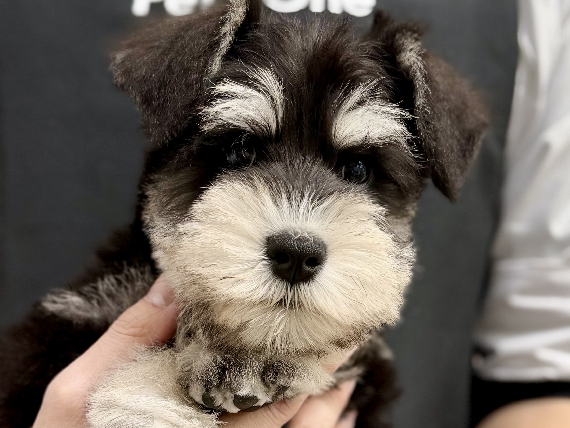 愛知県のミニチュアシュナウザー (ペッツワン名古屋堀田店/2026年1月2日生まれ/男の子/ブラックシルバー)の子犬