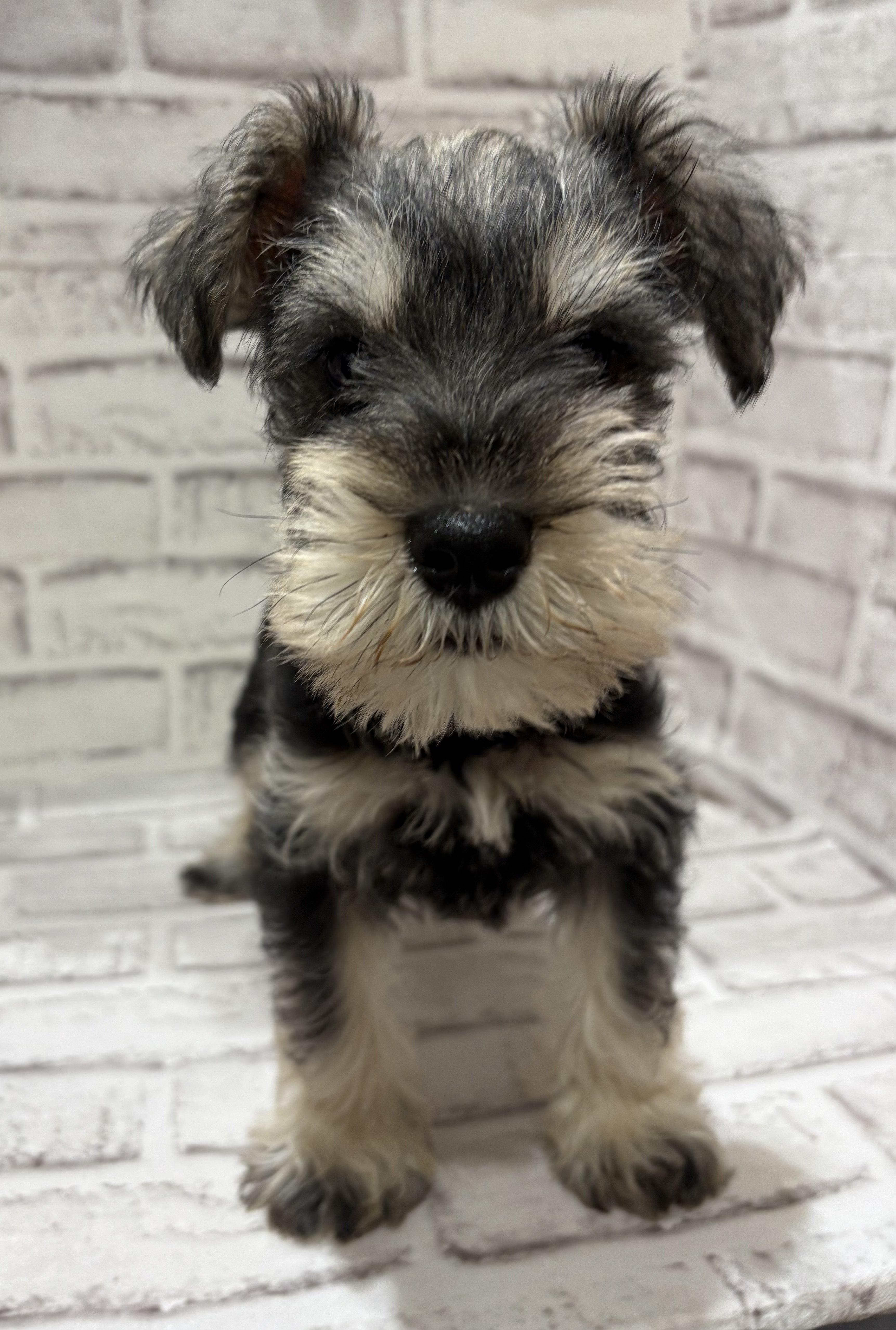 宮城県のミニチュアシュナウザー (ペッツワン古川店/2025年12月28日生まれ/男の子/ソルトペッパー)の子犬